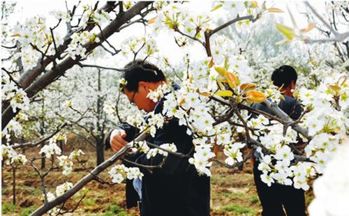 山西游迎来赏花季