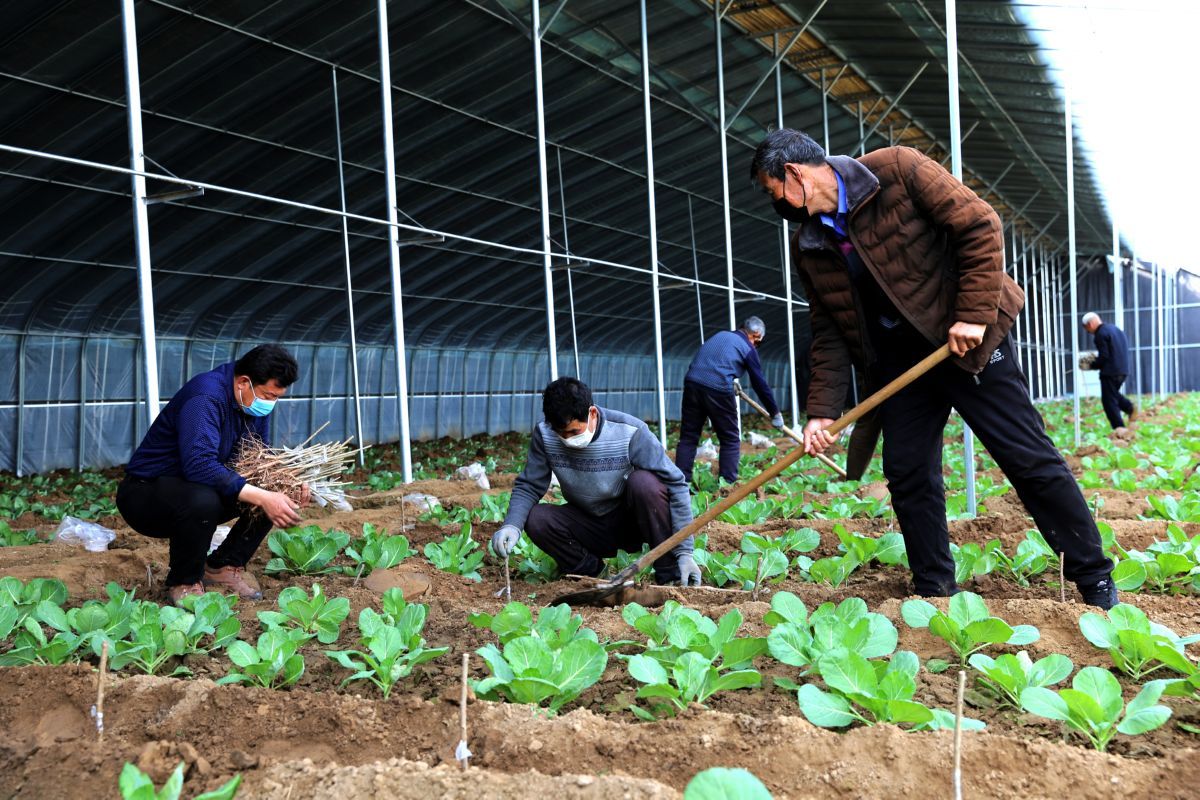 夏县黄金季节忙植树