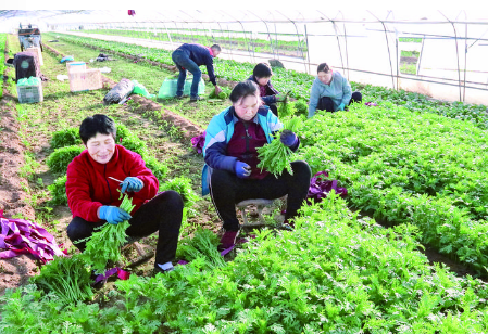 闻喜茼蒿致富农民