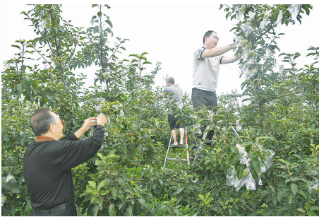 闻喜县东镇仓底村标准化苹果示范园为苹果套袋