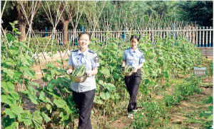 运城北高速公路管理公司侯马收费站开辟员工小菜园