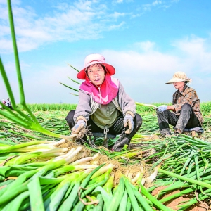 稷山县太阳村村民种植大葱喜获丰收