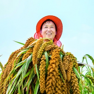 夏县南郭村村民收割谷子