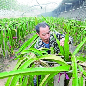 盐湖区火龙果声名远播