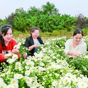 夏县北大里村千亩药菊亩均收入让人膯眼