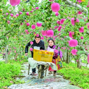 芮城县李家山果农去果博会学习种植新技术和管理新方法