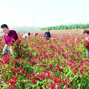 闻喜礼元阜底村辣椒红满地