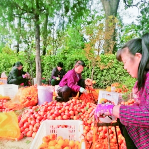 芮城韩露柿子专业合作社的柿饼借由电商打开销售市场