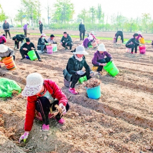 特色农业黄花菜拓宽了盐湖区姚张庄脱贫路