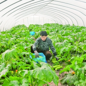 闻喜郭家庄镇西阜村西葫芦大棚效益好