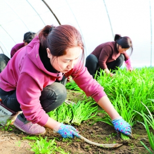 河津市连伯村大棚头茬韭菜上市