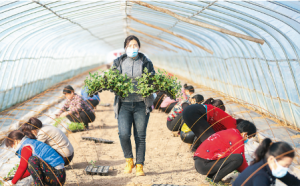 永济市虞乡雷家庄村抓住西瓜栽植最佳时机