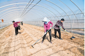 闻喜县岳兵蔬菜种植专业合作社蔬菜种植让村民稳产增收