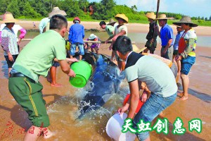 鲸鱼搁浅奄奄一息 众人合力施救送它&quot;回家&quot;