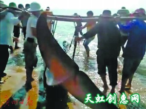 鲸鱼搁浅奄奄一息 众人合力施救送它&quot;回家&quot;