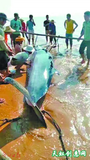 鲸鱼搁浅奄奄一息 众人合力施救送它&quot;回家&quot;