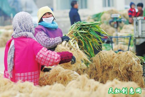 省城各大菜市场进入冬储菜备售阶段