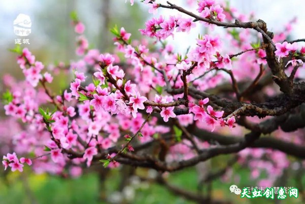 2017“花之海·俏运城”美丽乡村游清明踏青赏花线路