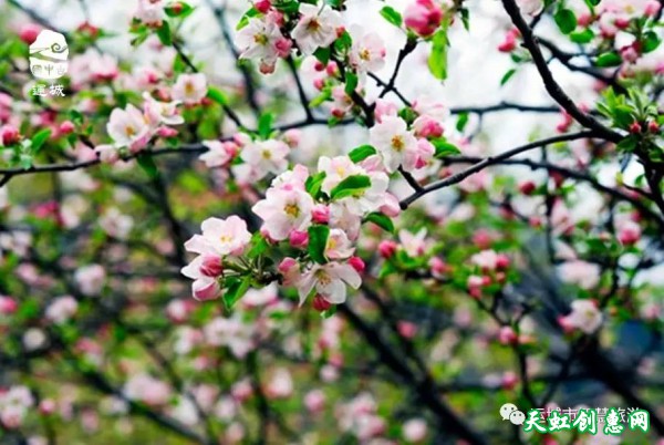 2017“花之海·俏运城”美丽乡村游清明踏青赏花线路