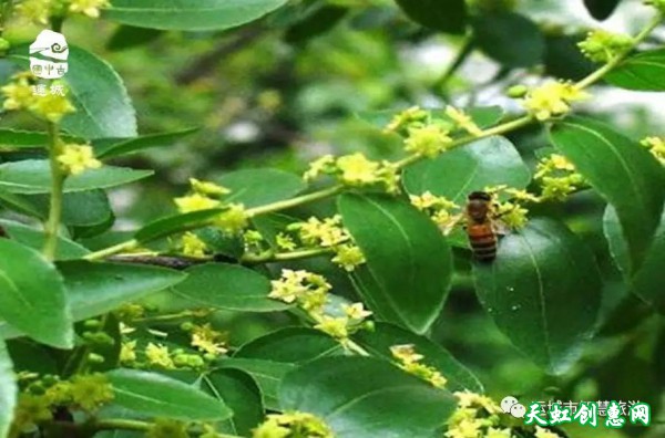 2017“花之海·俏运城”美丽乡村游清明踏青赏花线路