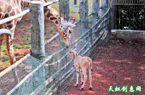 昆明长颈鹿亲吻羚羊宝宝 游客大呼“太有爱”