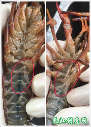详解如何清理以及辨别小龙虾