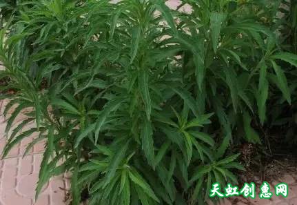 身边常见中草药图片大全