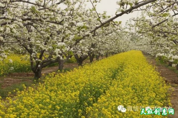 35年前这里万名农民摁红手印誓走共同富裕道路