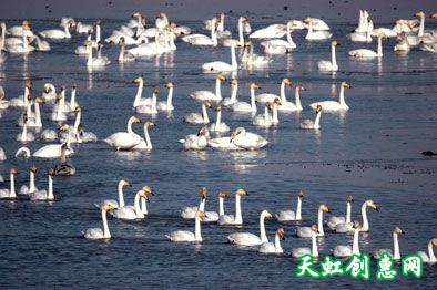 芮城圣天湖湿地公园风景区