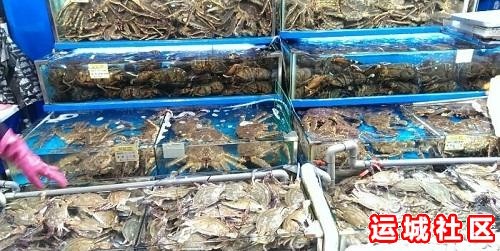 运城虹霖水产怎么样,虹霖水产店地址电话推荐