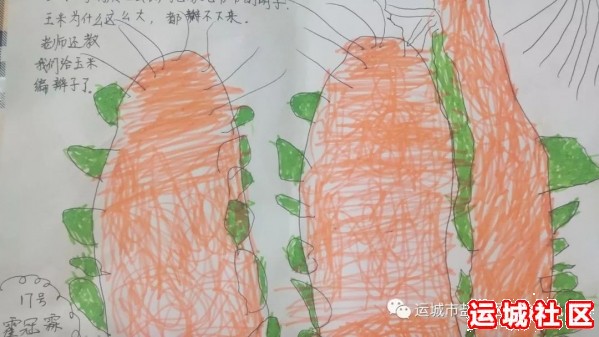 盐湖区实验幼儿园的幼儿、家长和老师田间地头掰玉米