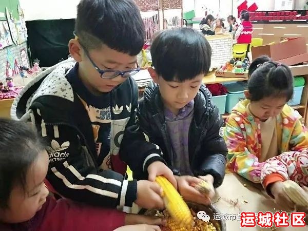 盐湖区实验幼儿园的幼儿、家长和老师田间地头掰玉米