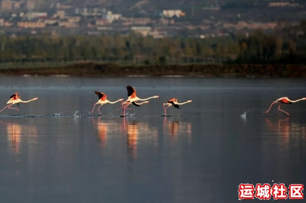 火烈鸟落户运城,世界濒危鸟类摄影图片