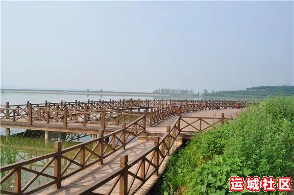 平陆大天鹅景区——运城旅游