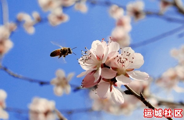 蜂花之恋（摄影）