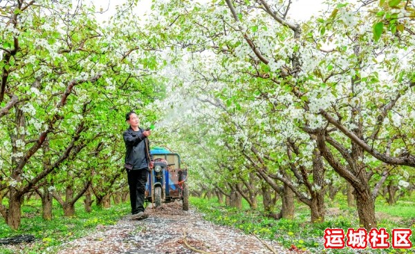 “运城苹果”杯摄影大赛作品彰显果业新成就