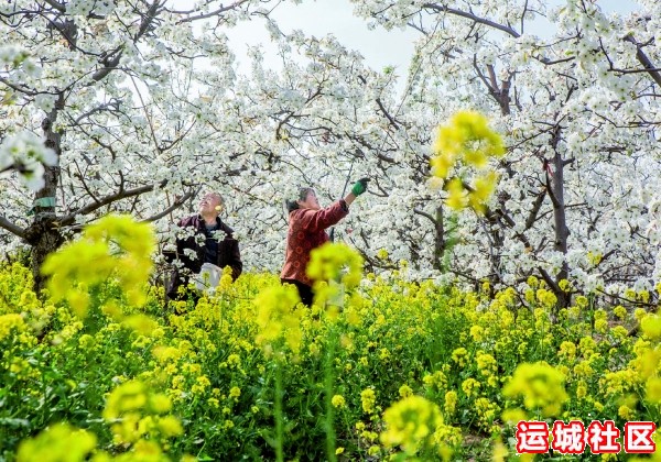 “运城苹果”杯摄影大赛作品彰显果业新成就