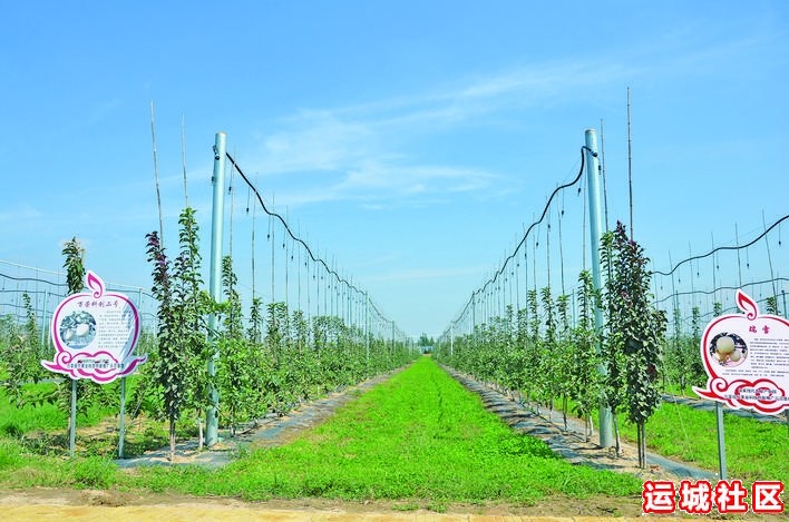 万荣果香飘河东