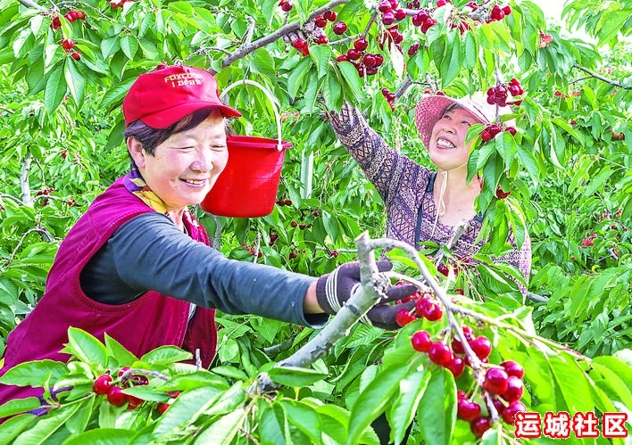 万荣果香飘河东