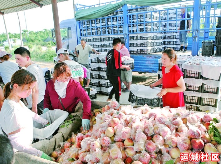 万荣果香飘河东