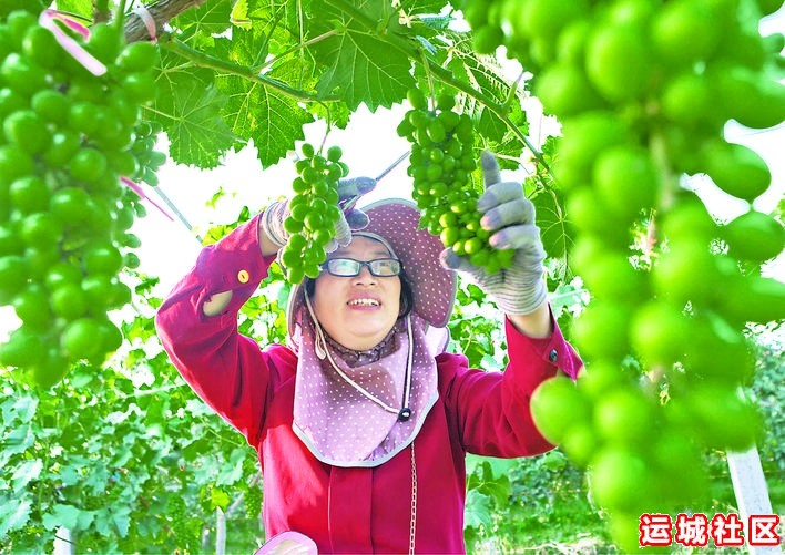 万荣果香飘河东