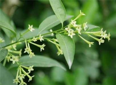 室内驱蚊植物盆栽有哪些