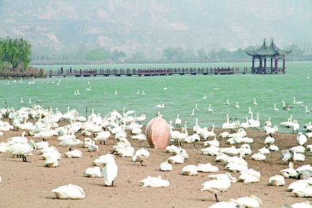 圣天湖大天鹅与湖光山色相映