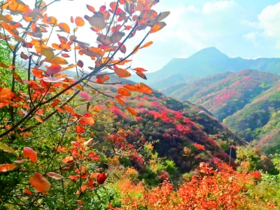 白马山万山红遍