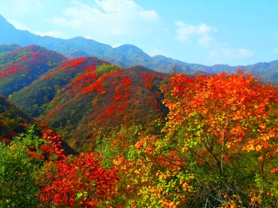 白马山万山红遍