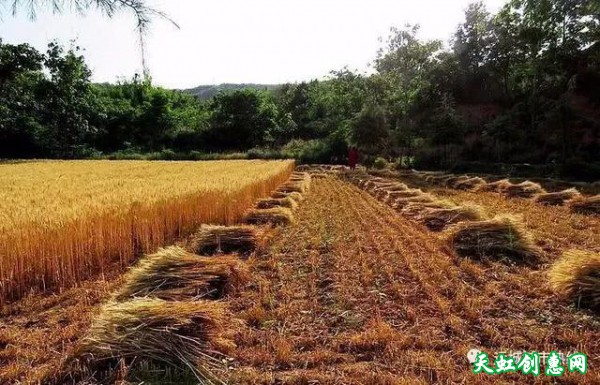 小时候农村收麦的情景