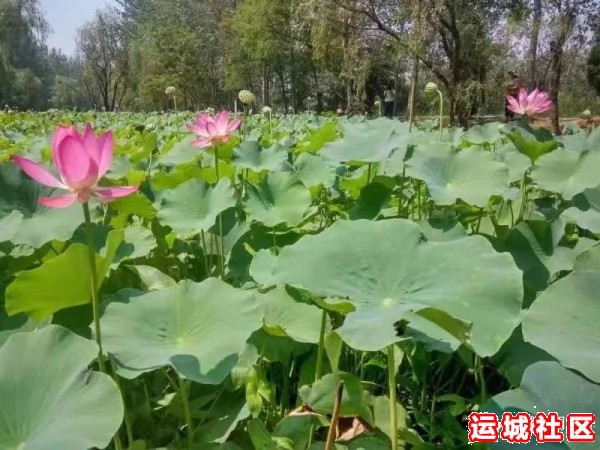 运城旅游黄河河域大板块民俗民风风光美景