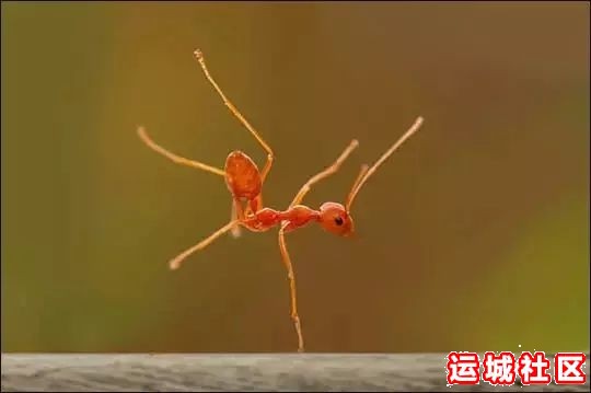 大师级动物风景摄影作品欣赏