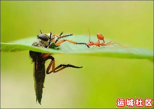 大师级动物风景摄影作品欣赏