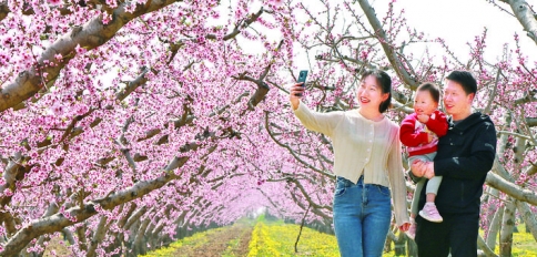 临猗县角杯镇石彪村第九届桃花艺术节开幕